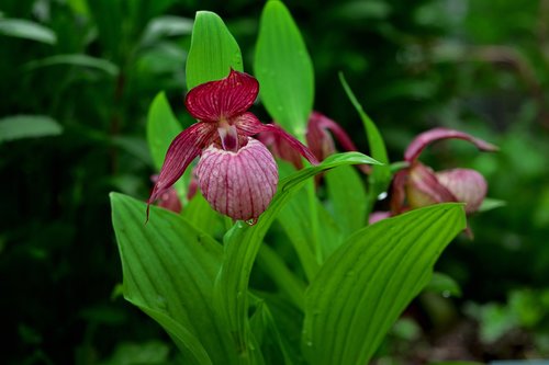 orchid  garden  cypripedium