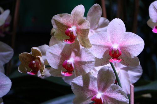 orchid  floral  blossom