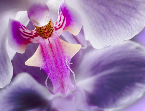 orchid flower purple