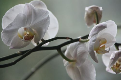 orchid phalaenopsis blossom