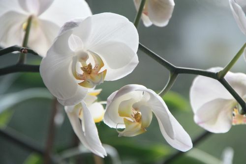 orchid flower blossom