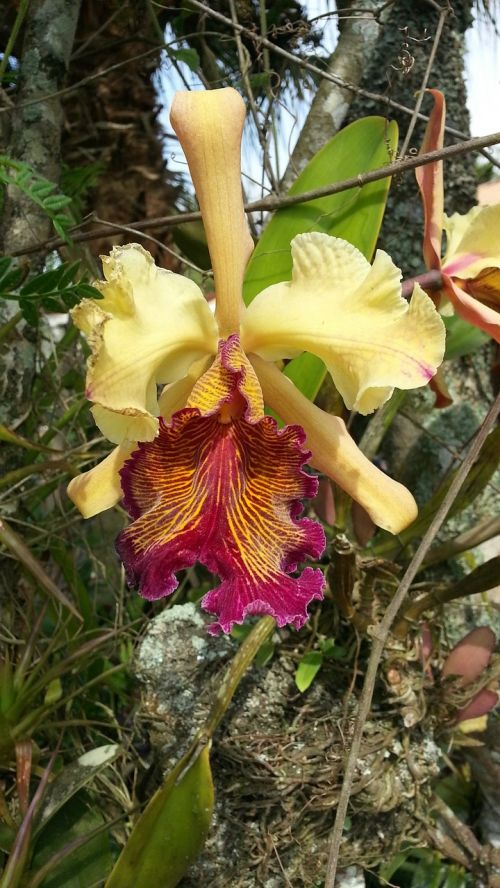 orchid catleya dowiana catleya
