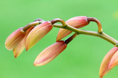 orchid floral plant