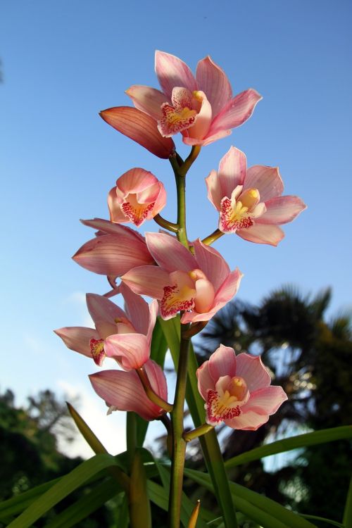 orchid flowers plant