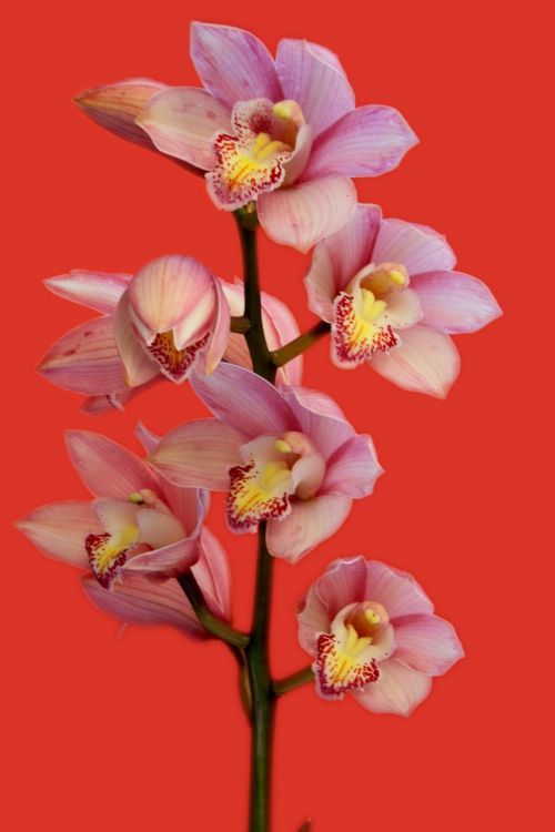 orchid flowers plant