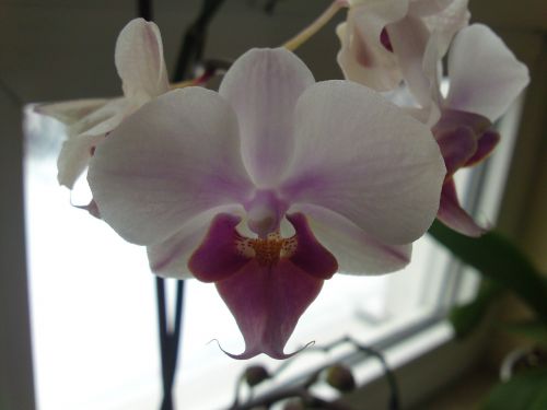 orchid plant flowers