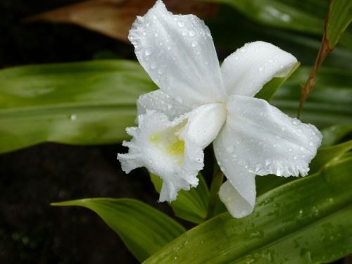orchid tropical tropics