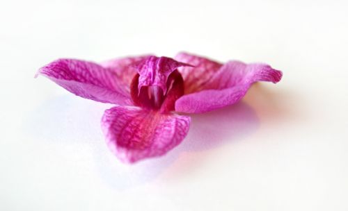 orchid pink flower