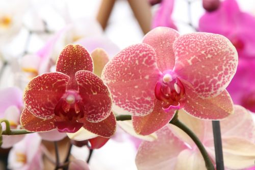orchid phalaenopsis rosa