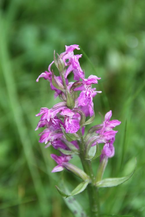 orchid meadow lilac