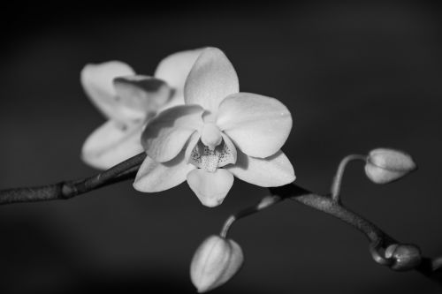 orchid blossom bloom