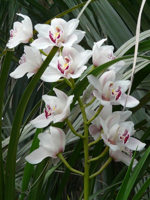 orchid white flower