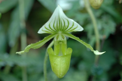 orchid flower green