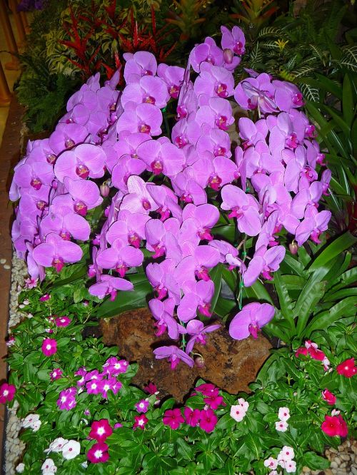 orchid purple thailand