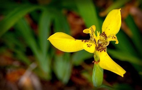 orchid flower garden