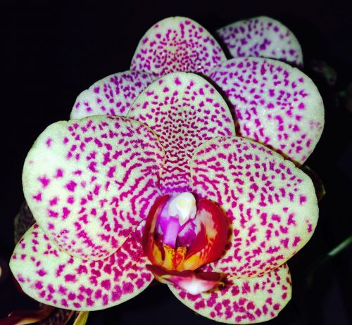 orchid flowers purple