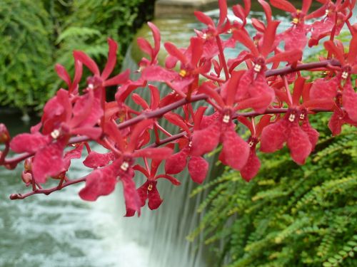 orchid pink waterfall