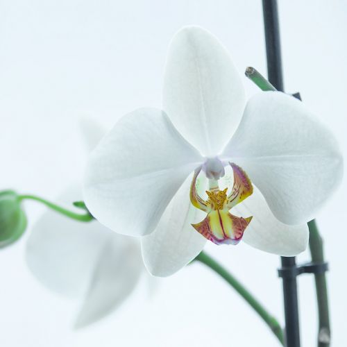 orchid white flower