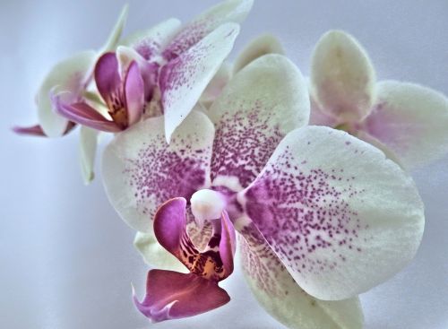 orchid miniature pink