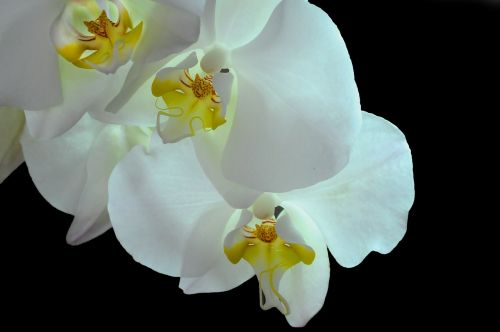 orchid phanaelopsis flower