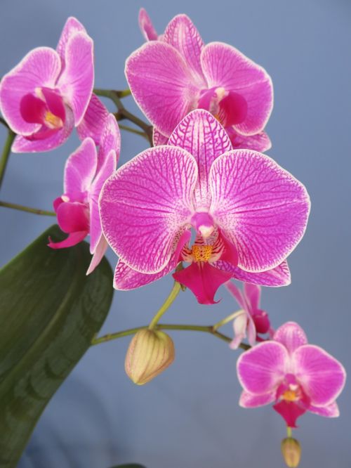 orchid phalaenopsis moth