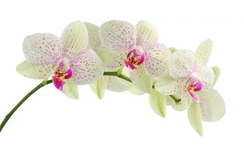 orchid white flowers