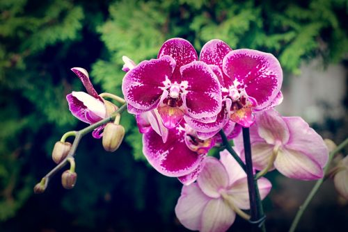 orchid flower blossom