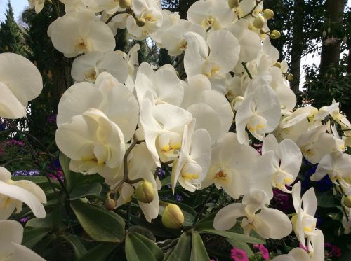 orchid flower thailand