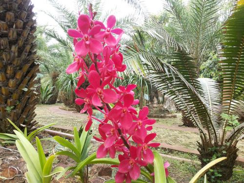 orchid flowers nature