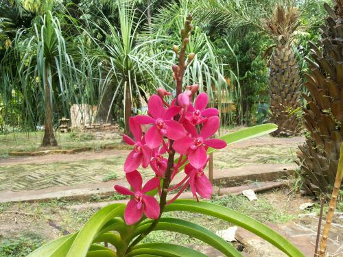 orchid flowers nature