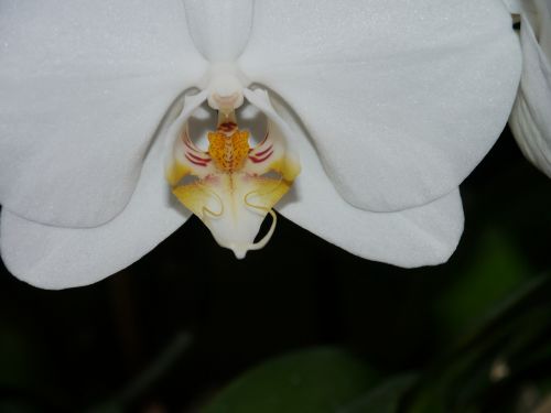 orchid white blossom