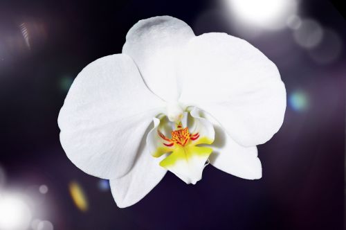 orchid flower blossom