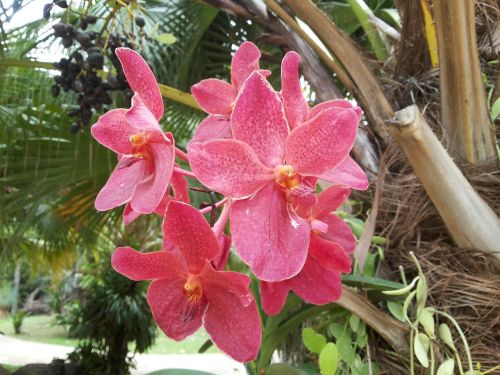 orchid flowers nature