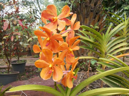 orchid flowers nature