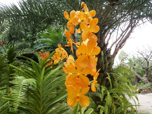 orchid flowers nature