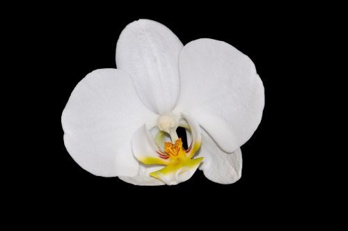 orchid flower blossom