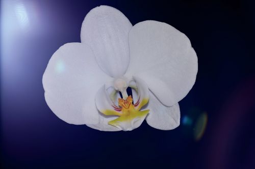 orchid plant flower