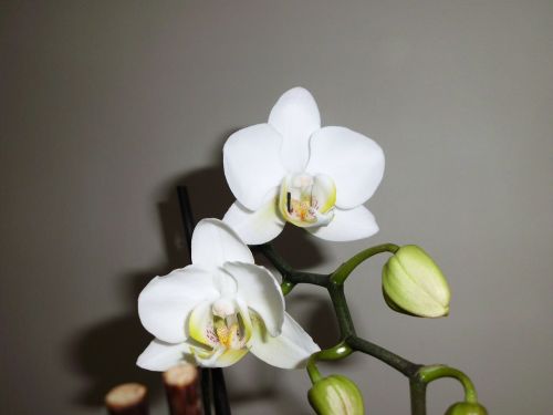 orchid white flower