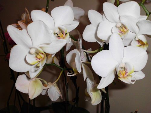 orchid white flowers