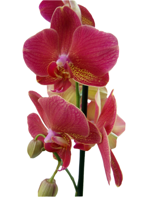 orchid red isolated