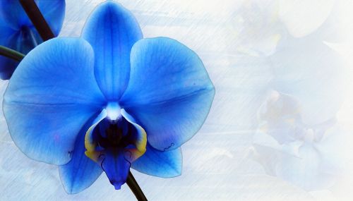 orchid stationery blue