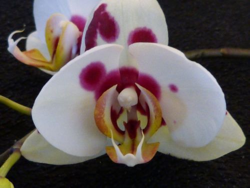 orchid blossom bloom