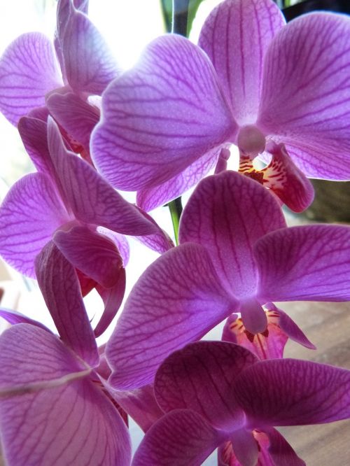orchid purple lilac