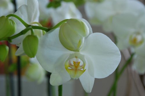 orchid white flower