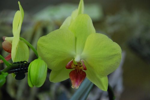 orchid yellow flower