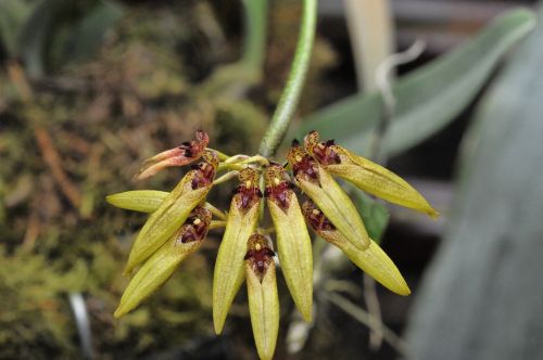 orchid flower bulbophyllum
