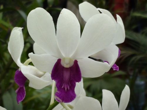 orchid flower purple