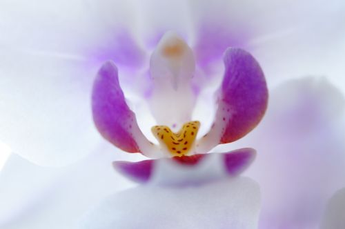 orchid inner blossom