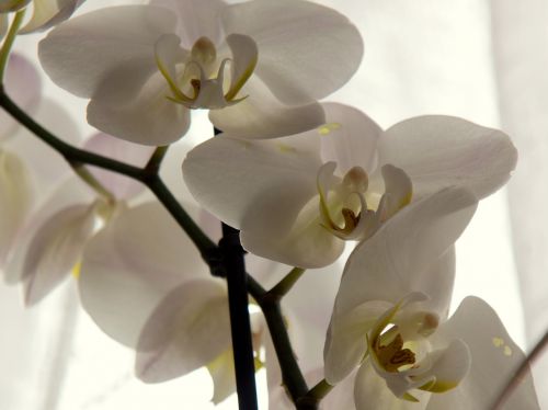 orchid close white