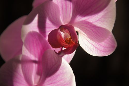 orchid flower purple